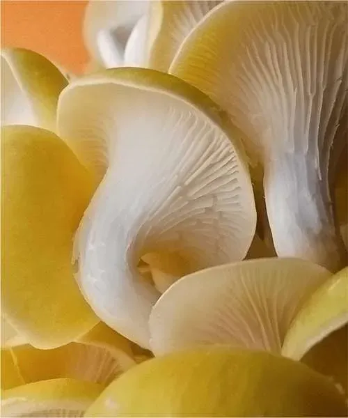 Смартфон Xiaomi Redmi Note 13 6/128GB Mint Green - 6